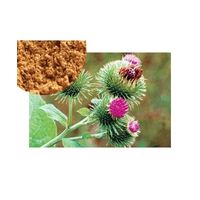 Arctiin 40% HPLC Burdock seed extract Powder 50:1 1KG/BAG