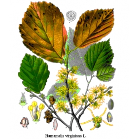 Hamamelis Virginiana Powder 20:1 1KG/BAG