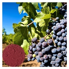 BLACK CURRANT FRUIT PWD(R NIGRUM) black currant extract 1kg/bag free shipping