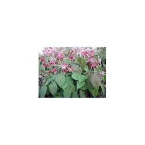 Epimedium Extact Powder Icariin 40% 1kg/bag HPLC Purity