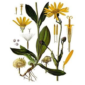 Arnica(Arnica Montana) Extract Powder 20:1 1KG/BAG