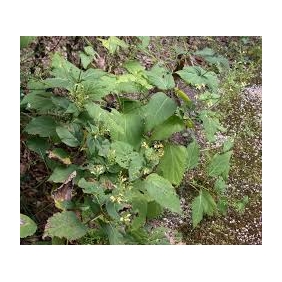 Collinsonia Canadensis Extract Powder 20:1 1KG/BAG