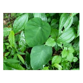 Colocasia Formosanum Extract Powder 20:1 1KG/BAG
