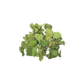 Gmnema Sylvestre Extract Powder 20:1 1KG/BAG