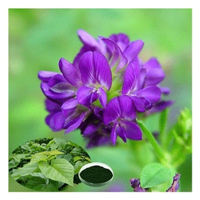 Chlorophyll 98%min. from Alfalfa Extract natural green plants or silkworm feces extract 5kg/bag free shipping