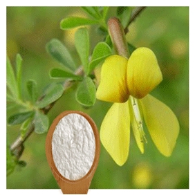 SPARTEINE 98% HPLC Scotch Broom Extract Powder 100gram/bag free shipping