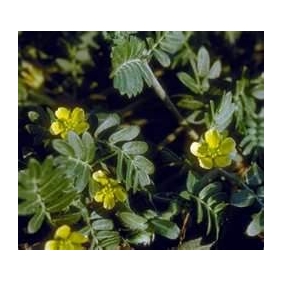 Tribulus Terrestris Extract 40% TOTAL Tribulosides TESTOSTERONE BOOST LIBIDO ENHENCEMENT NATURE 1KG/BAG