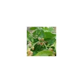 Ashwagandha Extarct Powder 20:1 Natural Sexual Enhancement 1KG/BAG