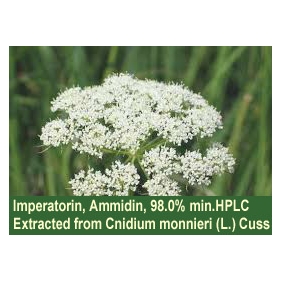 Imperatorin Ammidin CAS No. 482-44-0 purity at 98.0% min. 500grams/bag