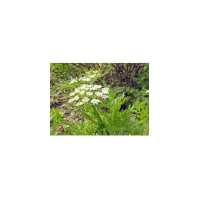 Petasites Hybridus (BUTTERBUR EXTRACT) Petasins 15% 1KG/bag